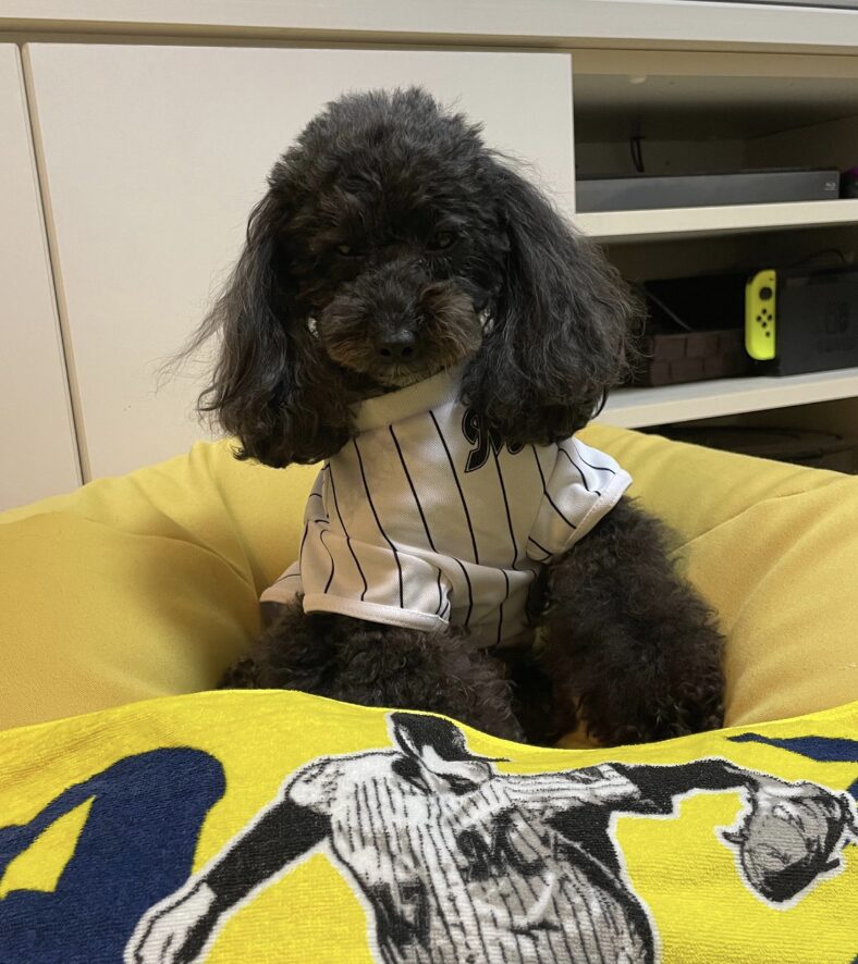 佐々木朗希の愛犬の名前はラムちゃん！コラボした靴下がほしいと話題！ | wonder目線 chamaru